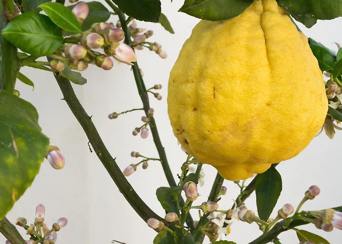 Giudecca 3* Syracuse